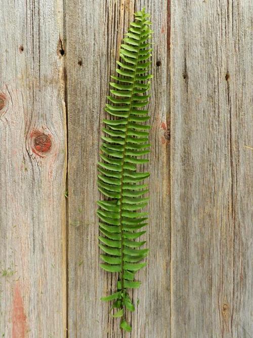 FEATHER FERN GREENS